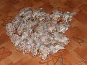 Barbora, Mikuláš, čert a anděl ve školce